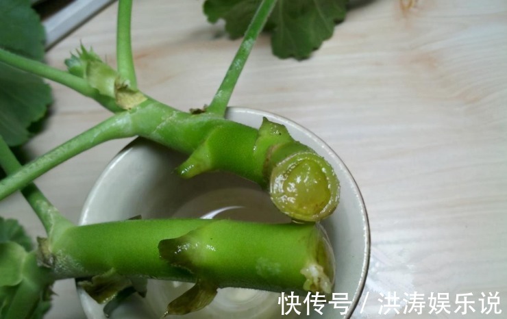 枝条|扦插好方法养花繁殖下一代,试试这3招,简单好使