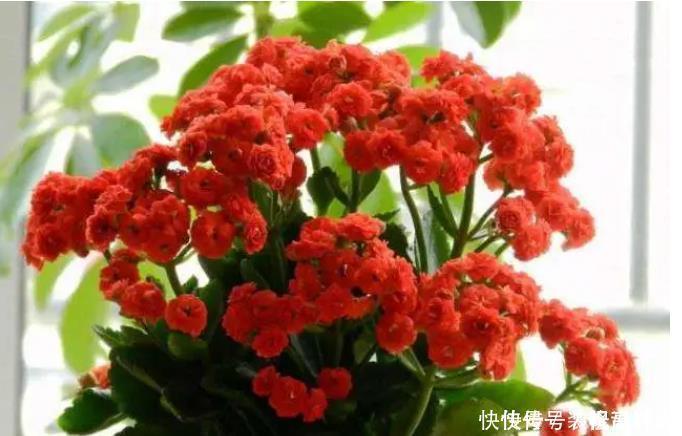 长寿花|2种东西埋盆里,长寿花呼呼长,开花满盆