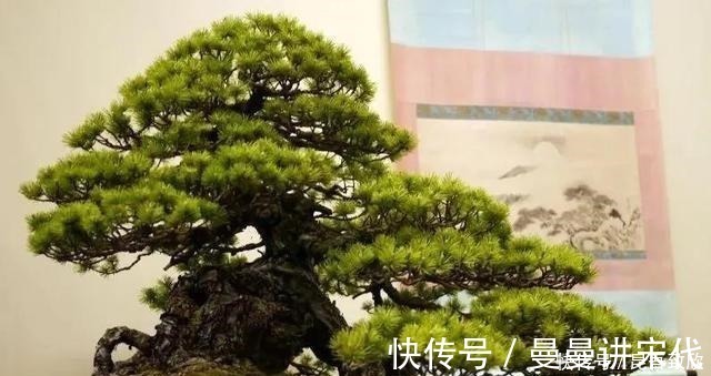 五针松盆景的6点养护技巧解析,知道了,养护五针松再也不发愁
