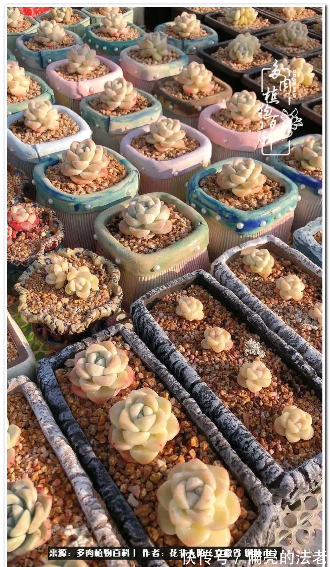 感恩遇见,感谢有你——多肉