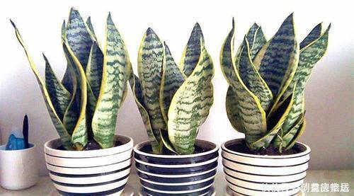 养了2年的虎皮兰不长个?做好3件事,猛长侧芽,满盆绿叶!