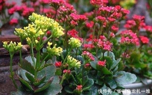 长寿花买回家,换盆好,还是不换盆好?听听老花农怎么说