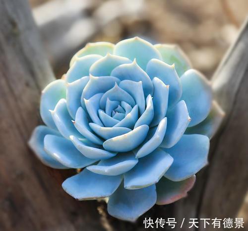 每一款|8款仙气十足的多肉,每一款都好养,适合新手,值得拥有!