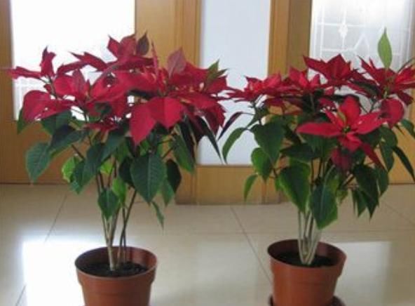 漂亮的一品红是怎么养出来的？养花高手仅用3个套路，不久就养成