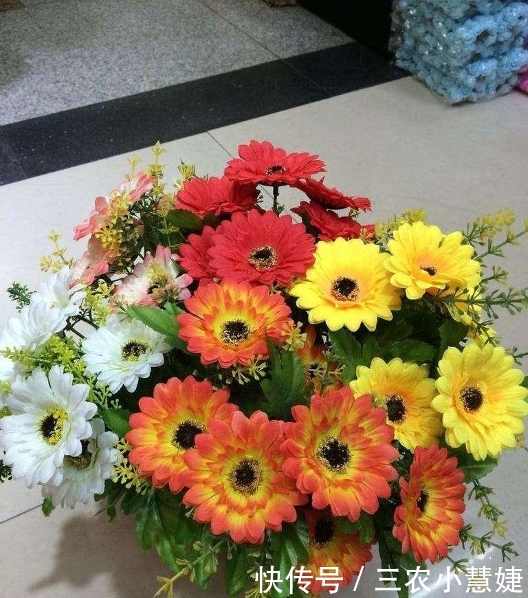 太阳花的种植技巧