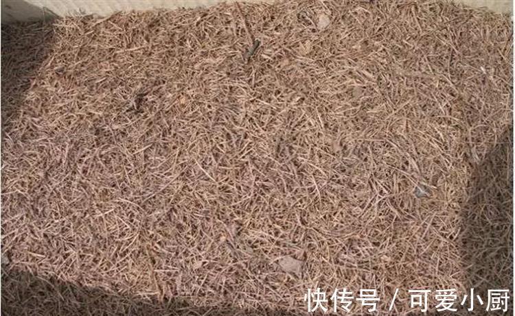 养花知道这6个小妙招,能省心不少