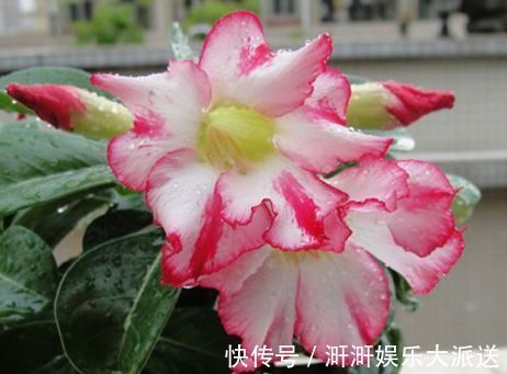直立天|喜欢牡丹,不如养“罕见菊花”灯光荷,红光四溢,群芳争艳!