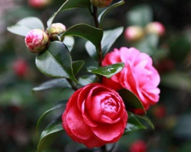 此种“液体肥”，养花实惠又好用，自己制作，养花特别棒！