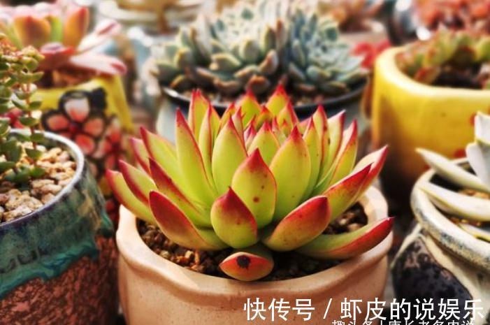 多肉|跟圣诞有关的多肉，圣诞东云——特点鲜明绿叶红边，既好养又好看