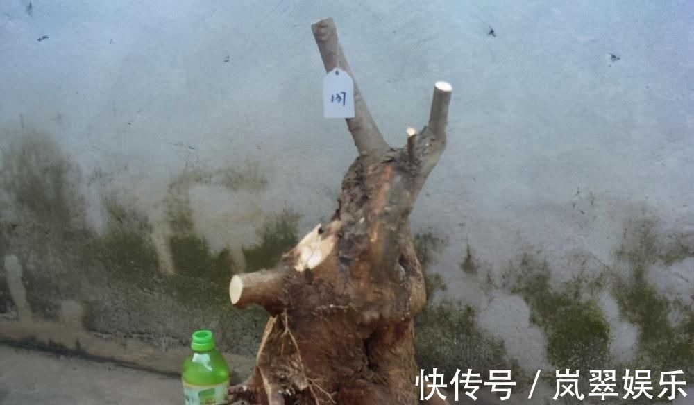 梅花|苏派盆景极具名气,这6种盆景做法精妙、极具自然之感,价值高