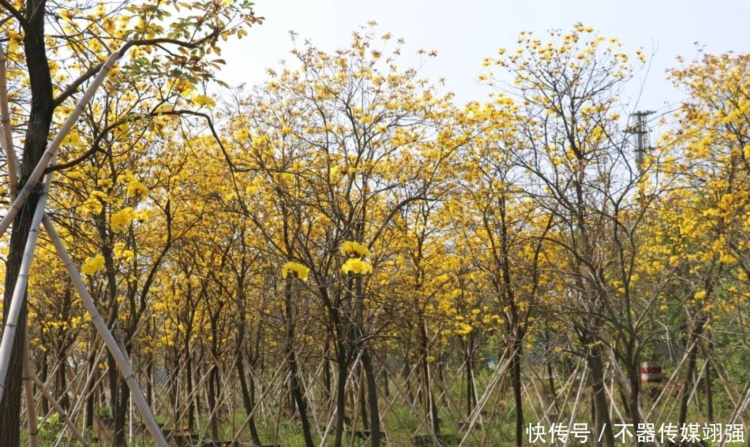 最新实拍！三水绝美黄花风铃木大片绽放，赏花地图戳