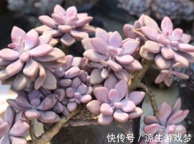 大温差养多肉记住3个小妙招,植株紧凑,叶片上色快