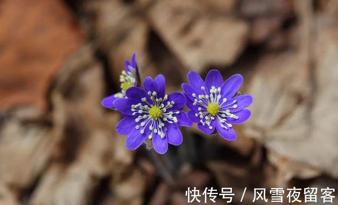 春天里#诗词丨诗词中的春天,总是美的令人心醉