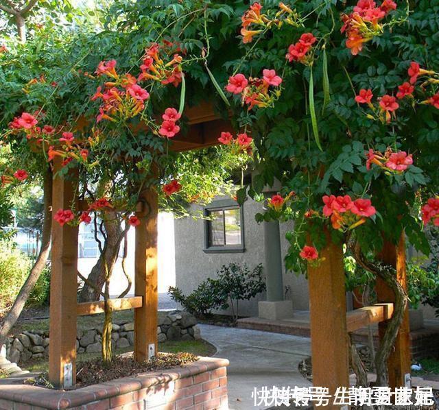 盆花|养10盆花不如种棵“树”一年花开170天,黑,吉,辽,冻不死
