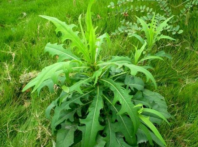 老人们|被称为野草的山莴苣，不仅能当野菜吃，还有很多作用