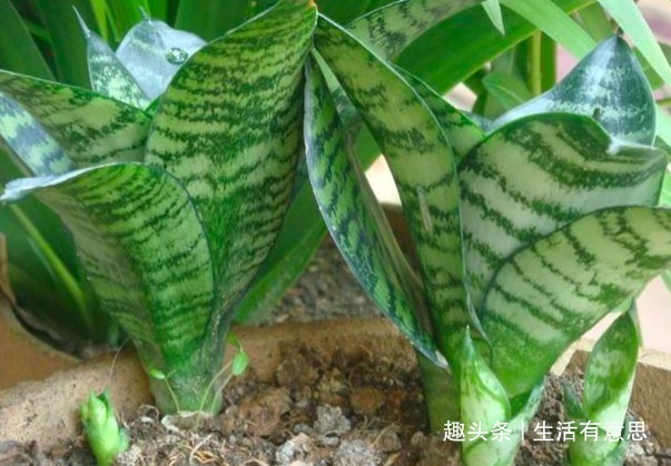 此种花不管多丑也要养,旺宅聚气还是杀细菌的小帮手,对身体好