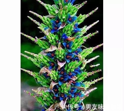 奇花、奇花、奇花、罕见奇花,赶快打开欣赏吧