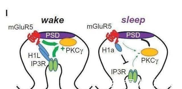 大脑|孩子的大脑是靠“养”的,睡前记住“3要2不要”,孩子更聪明