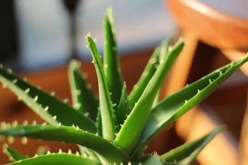 虎尾兰|这些植物放在洗手间,不用管理都能长得很好,还祛除异味