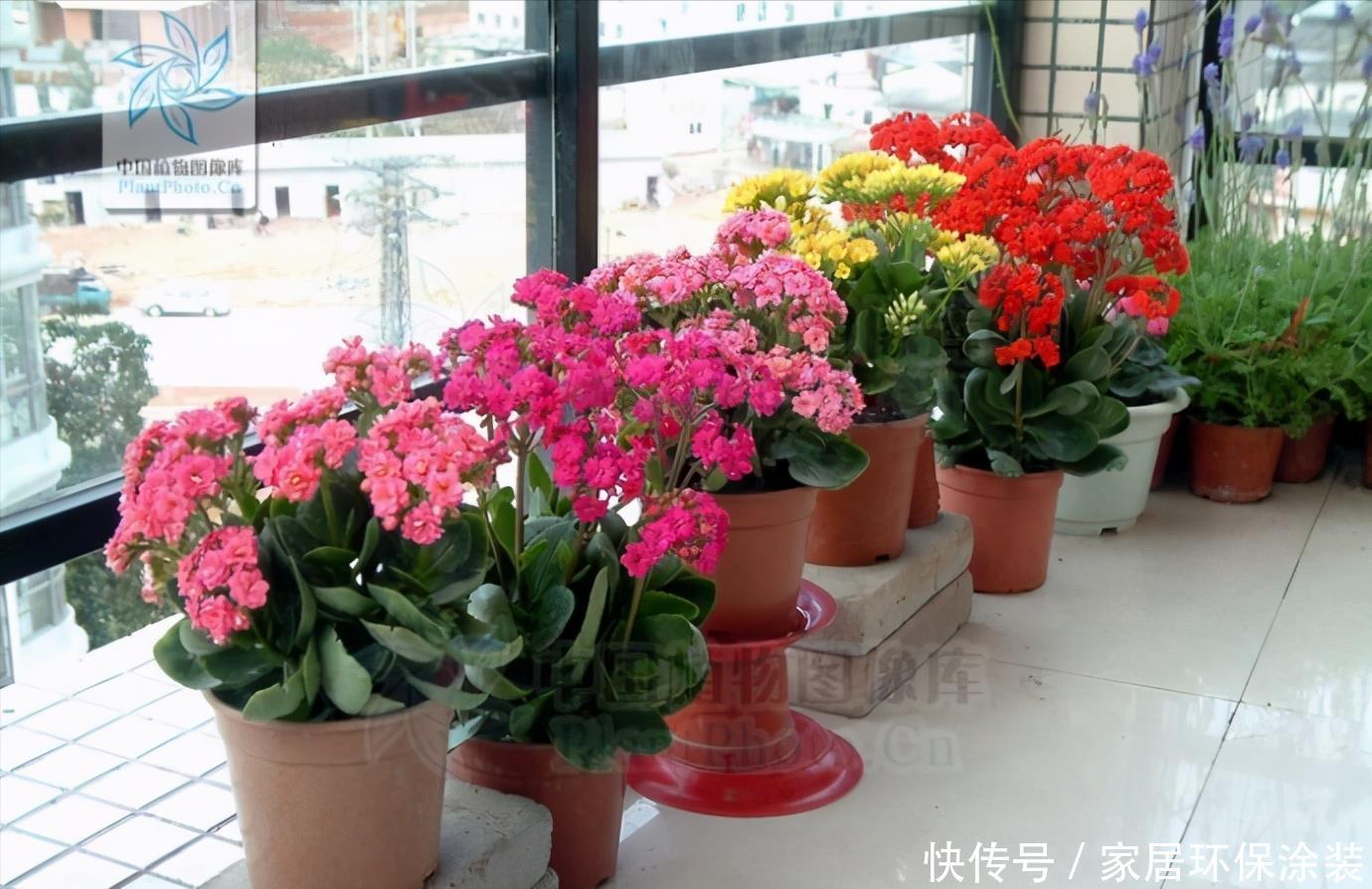 太阳花|阳台适合养的“6种花”,花色丰富,花期长,一直赏花六个月