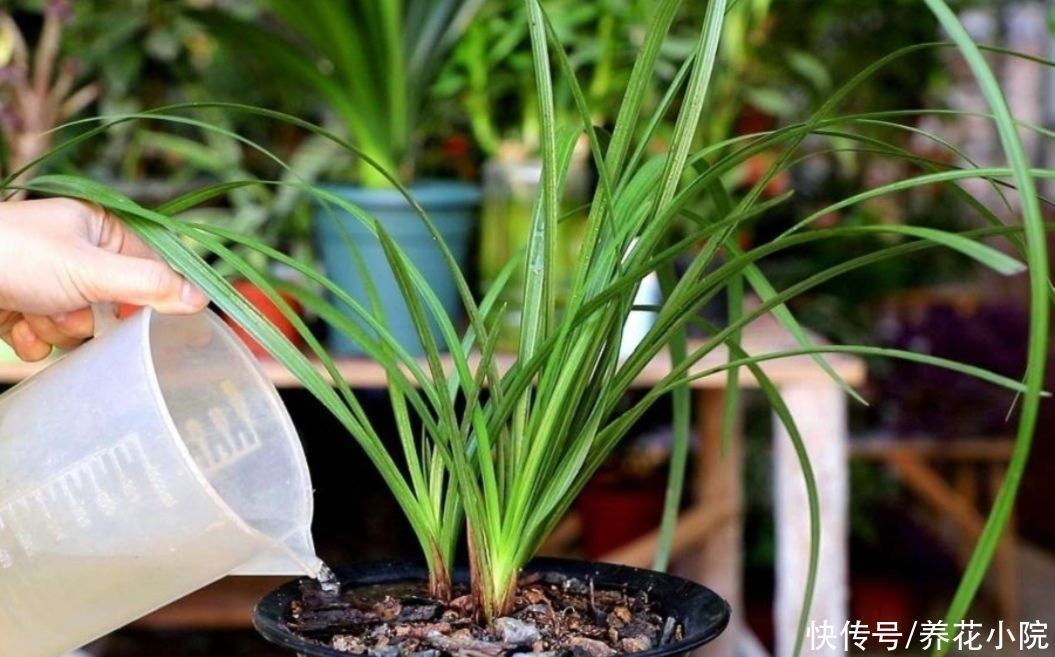 养兰花浇水很关键,记住几个浇水技巧,兰株不烂根不空根