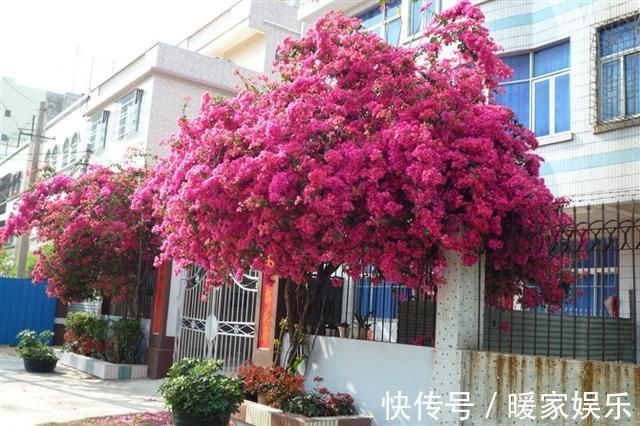 美女|邻家美女这样养三角梅，四招就轻松养成花海！