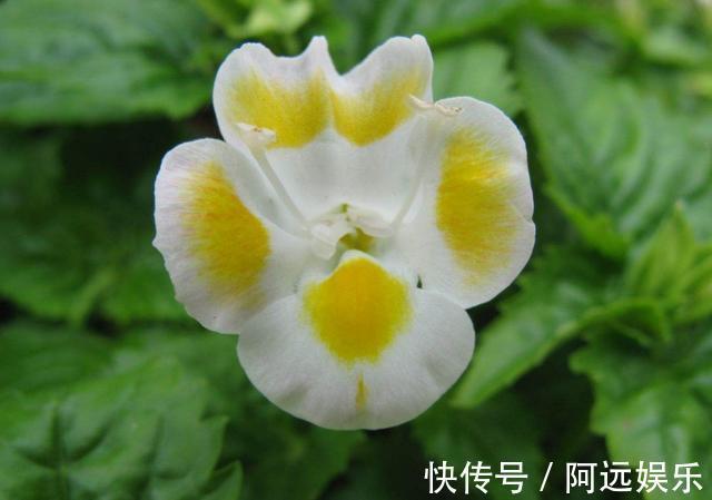 喜欢在家中养护花卉，就选5种花卉，花色鲜艳，花期长，优雅妖娆