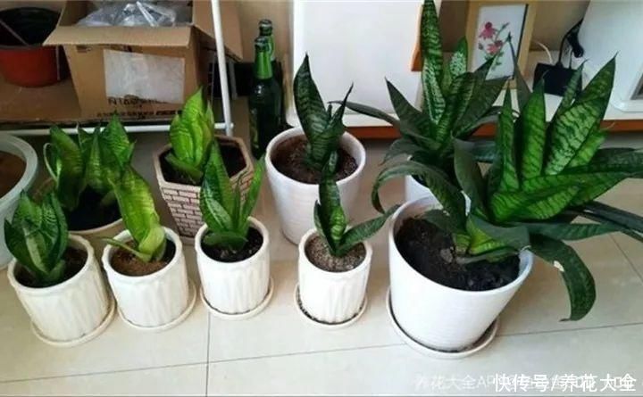 生根|6种花夏天扦插，枝条剁8段、撒土里，3岁小孩都能插活