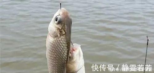 小鱼|小鱼闹窝?野钓用这几招,中钩的都是大板鲫