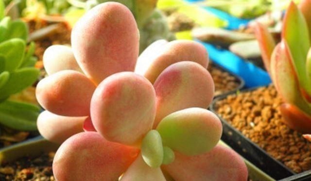 多肉植物里的“六大美人”,我家养了几棵,有些确实难养!