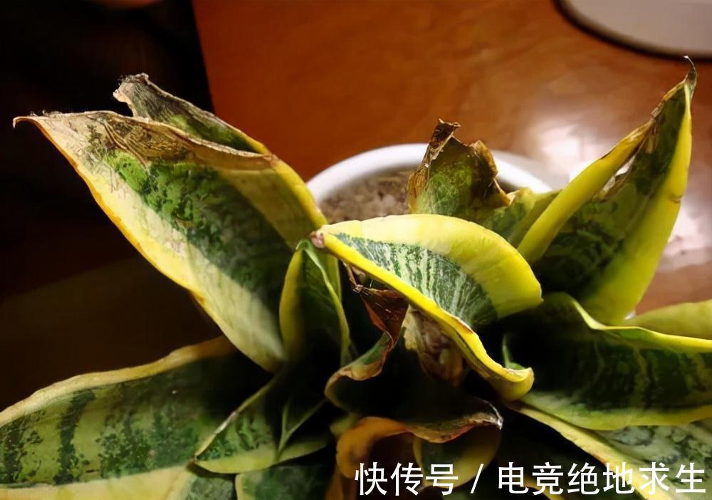 天冷后，9种花要“少水、断粮”，不然难过冬