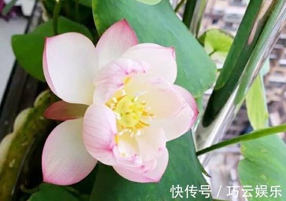 碗莲|别养绿萝了,此花叶大又绿,栽在阳台上,花开美如画,花香四溢!