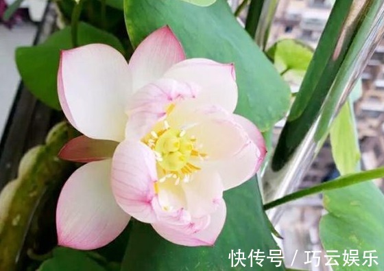 碗莲|别养绿萝了，此花叶大又绿，栽在阳台上，花开美如画，花香四溢！