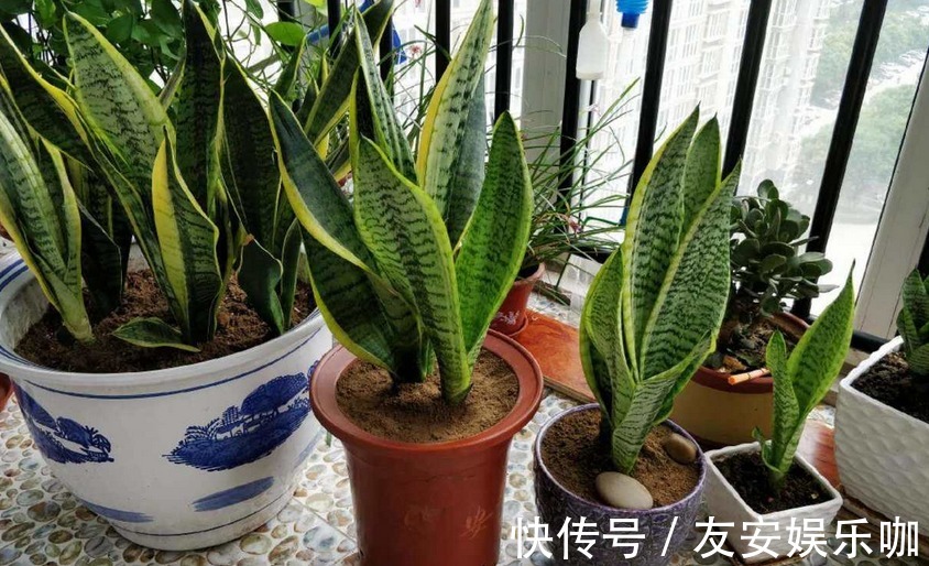 摆室内,为了净化空气,选什么盆栽?这4款大叶子植物堪称首选