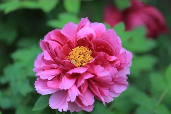 正面|做人,要遵循自然,按规矩行事