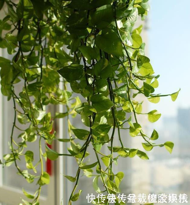 绿萝|太多人不知道,在家里放上这几款植物,既能驱蚊还能吸甲醛