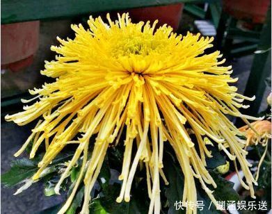 沙漠玫瑰|这几款花卉，堪称花界“开花机器”，盆栽上几种，花开繁华又浪