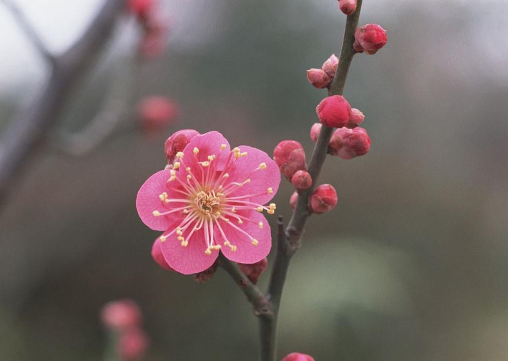 玉虎|迎新祈福诗词19首:满眼霞光草色姿，九州驯虎咏新诗