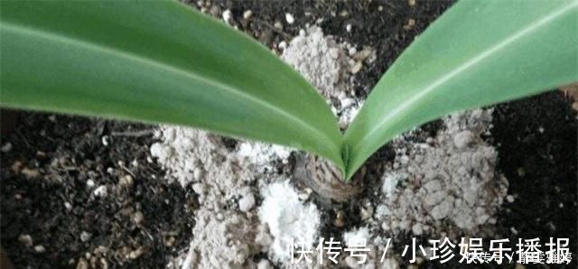 黄豆|兰花爱吃这2种“粉”，什么黄豆水、过期药都不如它，效果出奇好