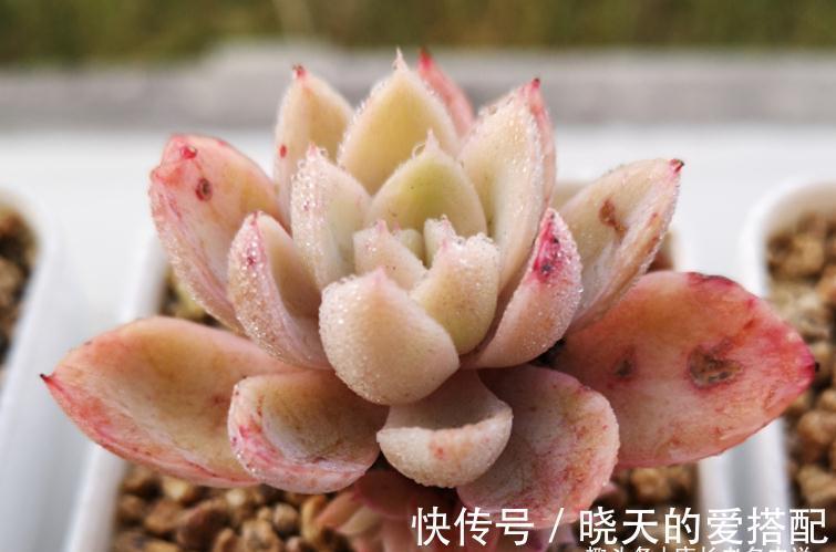 蓝姬莲|有6种水别用来浇多肉,后果要么是盆土板结,要么多肉直接挂掉