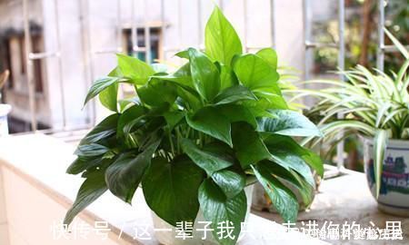 养花浇水,这几个错误别犯,不然养啥花都黄叶烂根,学会一生受用