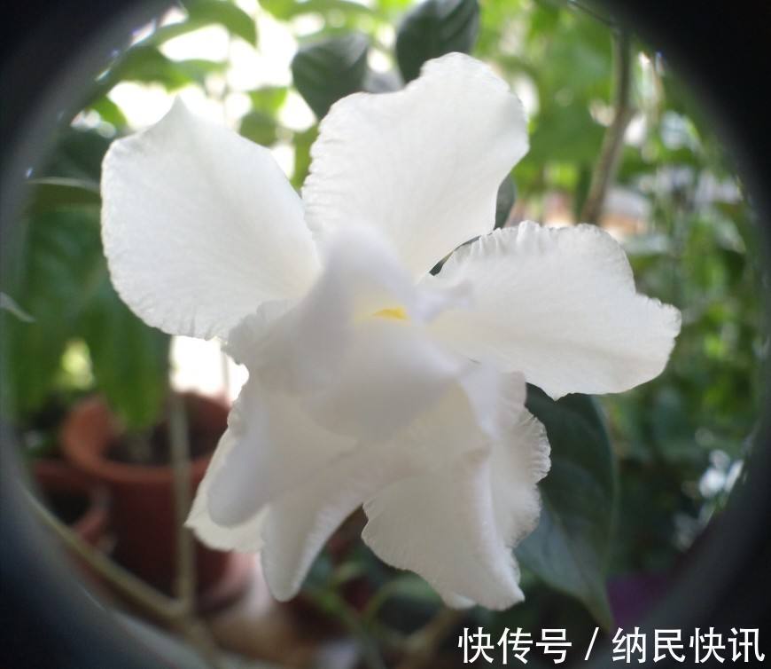 这花名字难听,长得却好看,花香淡雅,朋友看了都想种!