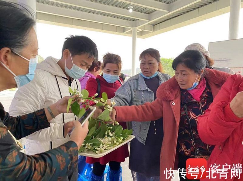 旅游|万亩柚花开 澄迈这家共享农庄成春节旅游热门打卡地