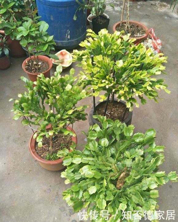 蟹爪兰“半死不活”蔫蔫的?3个技巧,叶片杠杠厚,冬天又开花