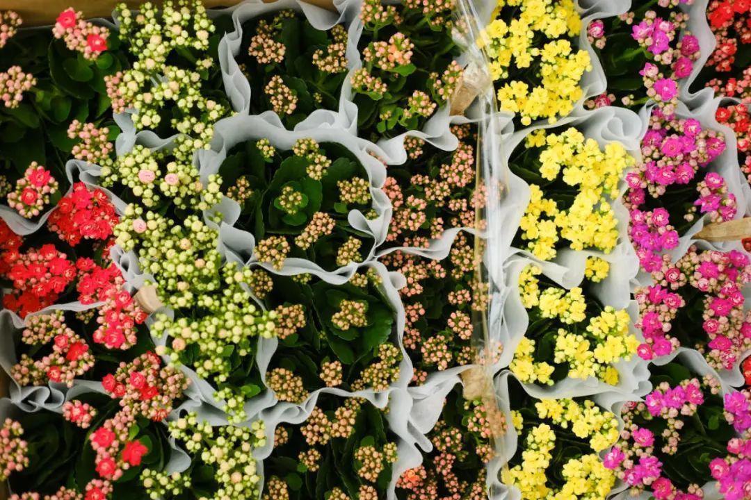 长寿花|9月后就养这些花,比绿萝好养,疯狂开花到明年!