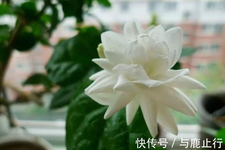 茉莉花叶|冬天也能养的漂亮花卉，沾点水就疯长，开花勤还爱爆盆