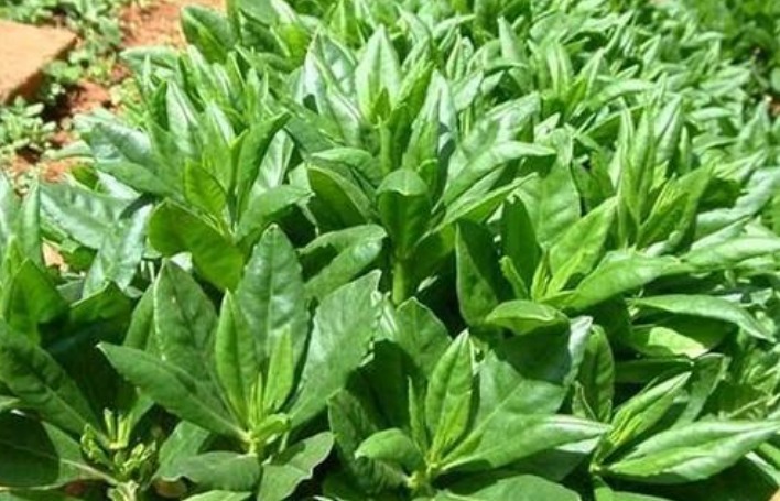 骨质疏松症|冬天可常食此菜，多给孩子吃，气血足了，补钙质，个头超过同龄人