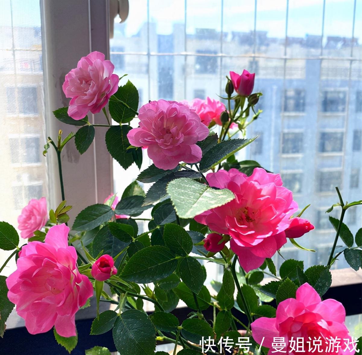 如何利用自己找到的野土养花，为你们指点迷津，拨开迷雾求真知