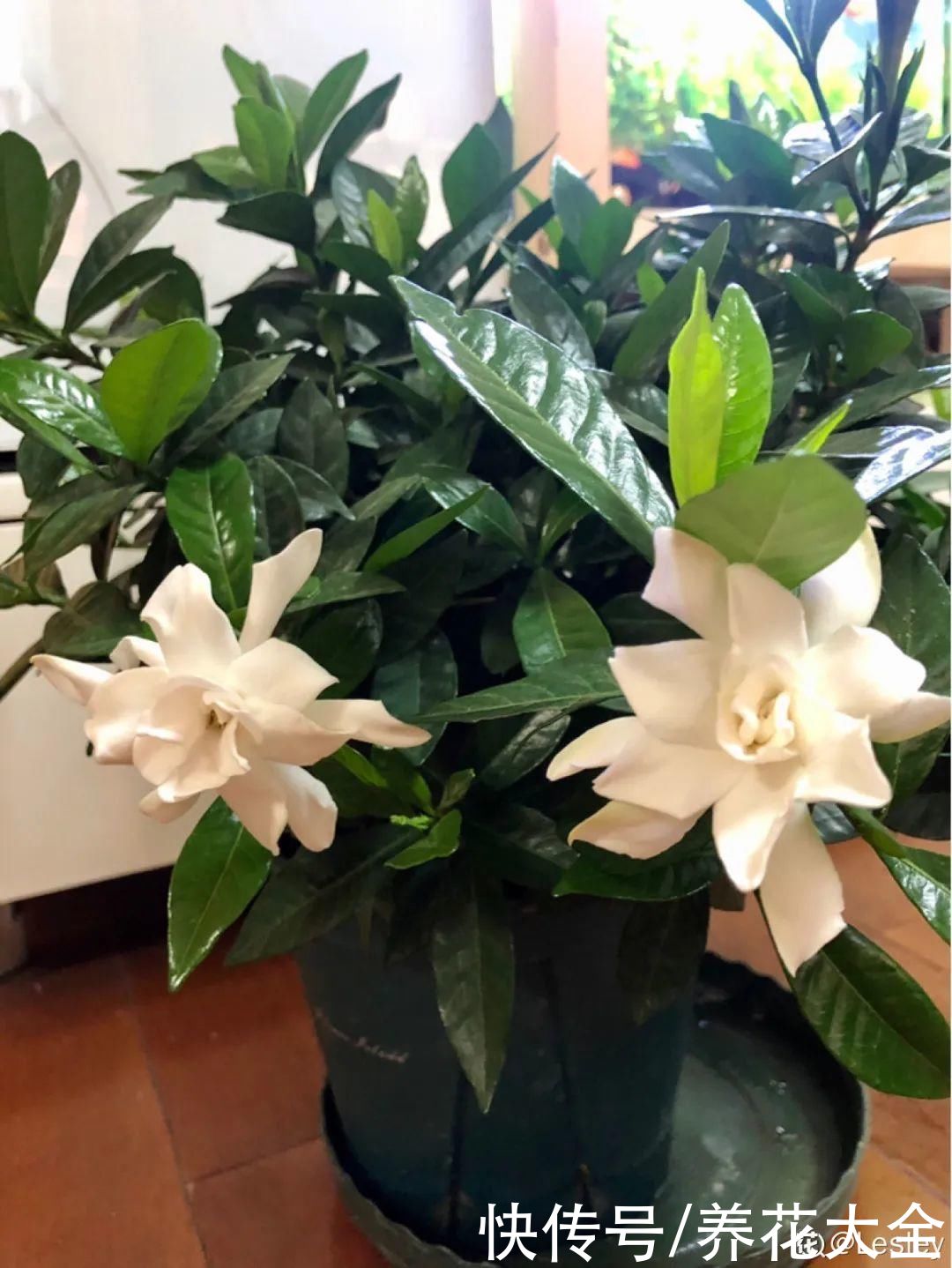 11种常见花，现在扦插，成活率特高