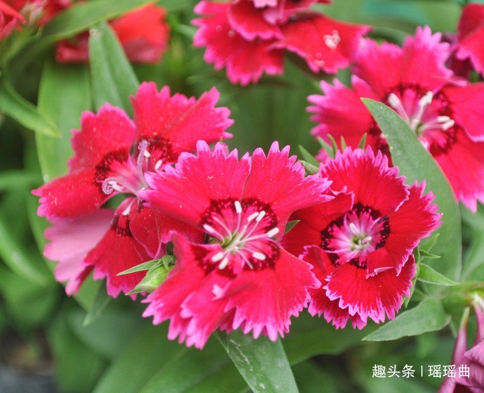 此花默默不闻极为平凡,花色丰富姿态迷人,被誉为母亲的慈爱象征